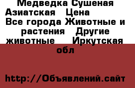 Медведка Сушеная Азиатская › Цена ­ 1 400 - Все города Животные и растения » Другие животные   . Иркутская обл.